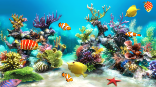 Colorful underwater scene fish corals - fish and corals free wallpaper