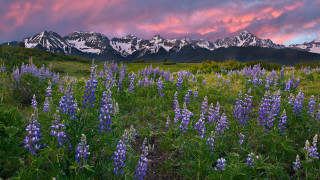 Wildflowers mountains pink sky clouds - under free wallpaper for desktop