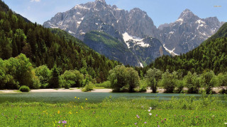 Mountain range river meadow wildflowers - wildflower free wallpaper