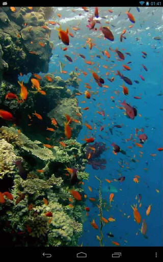 Fish coral reef ocean blue 10 - free nature wallpaper