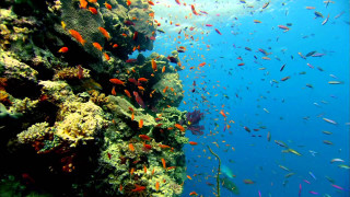 Underwater fish coral scuba diver - nearby free wallpaper