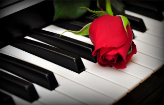 Red rose piano keyboard black - a single red rose free wallpaper
