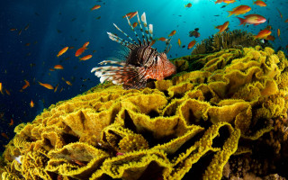 Lionfish coral reef ocean fish 4 - nearby free wallpaper