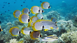 Fish coral reef ocean swimming 2 - a coral reef in the ocean free wallpaper