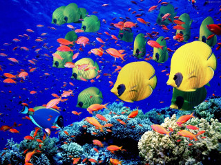 Fish swimming ocean coral reef 5 - many free wallpaper
