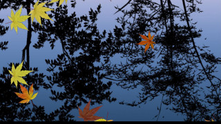 Leaves floating water trees branches 3 - chiho aoshima free wallpaper