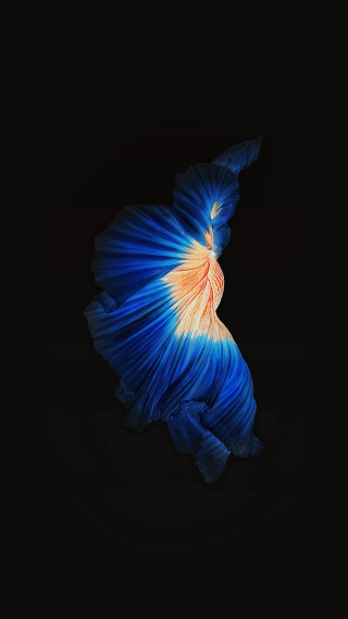 Blue white fish dark water - alberto seveso free wallpaper