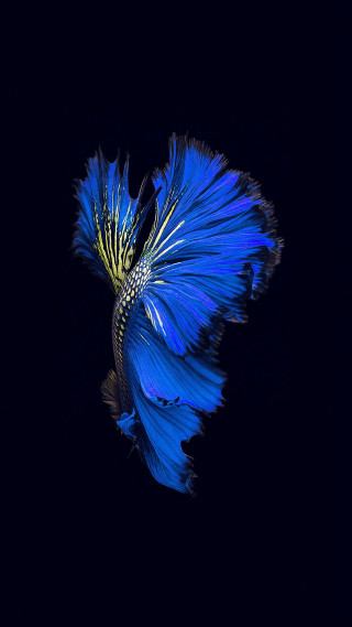 Blue fish yellow tail black - a photorealistic painting free wallpaper