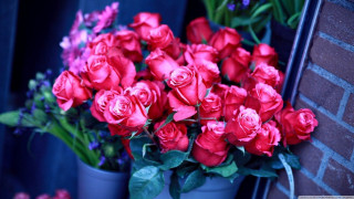 Red roses blue vase flower - red rose free wallpaper