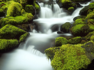 Small waterfall mossy rocks forest 2 - the center of the picture free wallpaper