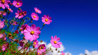 Pink flowers field blue sky - claire dalby free wallpaper