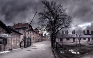 Street tree building deserted old - adolf born free wallpaper
