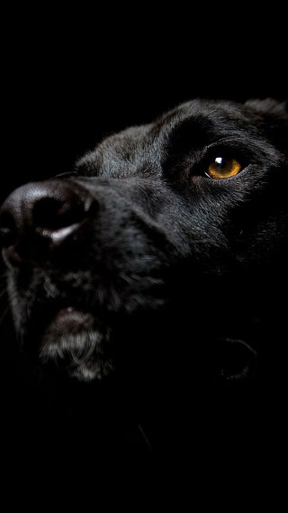 Black dog yellow eye looking - animal photography free wallpaper