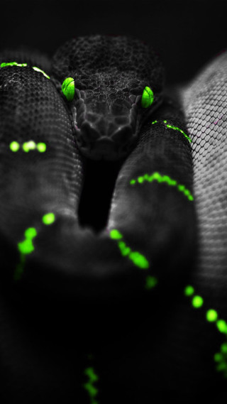 Green snake curled neon holography - a green snake free wallpaper