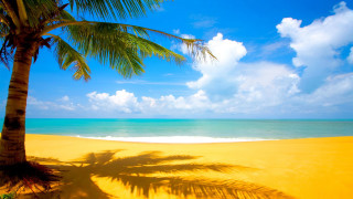 Palm tree shadow beach blue 3 - a shadow free wallpaper