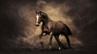 Horse running field dust bird - a horse free wallpaper