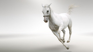 White horse running light background - a white horse free wallpaper