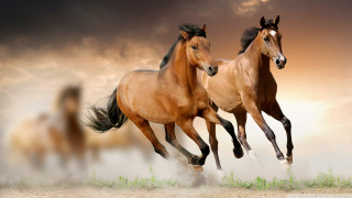 Horses running in air cloudy - grass free wallpaper