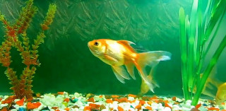 Fish aquarium plants rocks gravel - lostfish free wallpaper