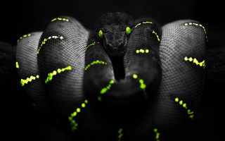 Black green snake yellow stripes - snake free wallpaper
