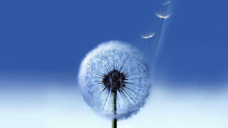 Dandelion blowing wind blue sky 12 - bernd fasching free wallpaper