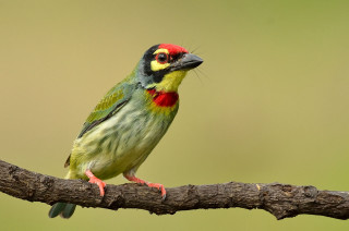 Colorful bird red head yellow - colorful free wallpaper