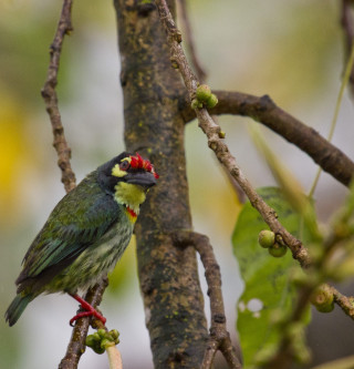 Red head bird sitting branch 2 - a branch of a tree free wallpaper