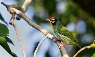 Green bird red head branch - a red head free wallpaper