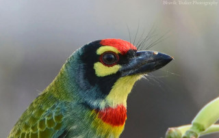 Colorful bird perched branch blurry - a blurry background of leaves free wallpaper