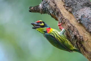 Colorful bird perched branch open - its mouth open free wallpaper