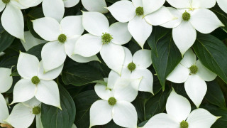 White flowers green leaves floral - a close up of a bunch free wallpaper