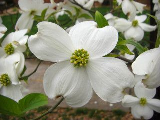 White flower branch bokeh macro 4 - balcomb greene free wallpaper