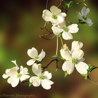 White dogwood flower butterfly macro - a branch free wallpaper
