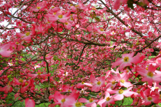 Pink flower tree bench background - a bench in the foreground free wallpaper