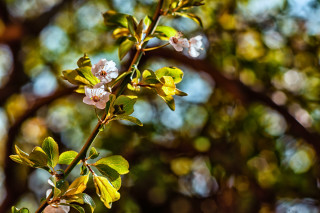 Branch flowers leaves sunlight blurry - the sunlight free wallpaper