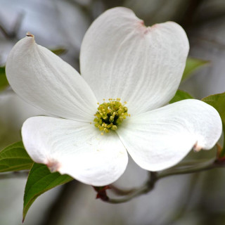 White flower green leaves tree 2 - a blurry background free wallpaper