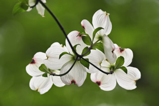 White flower pink tips branch - the background and a blurry background free wallpaper