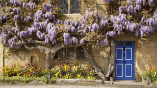 Blue door flowering tree building - beatrix potter free wallpaper