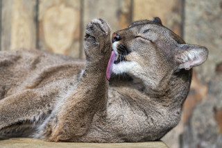 Cat yawning laying blurry background - its paw free wallpaper
