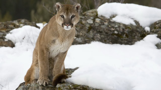 Mountain lion sitting rock snow - a mountain lion free wallpaper