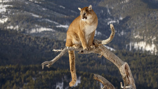 Mountain lion tree branch mountains 2 - a mountain lion free wallpaper