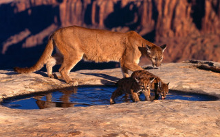 Mountain lion cubs drinking water - a mountain lion free wallpaper