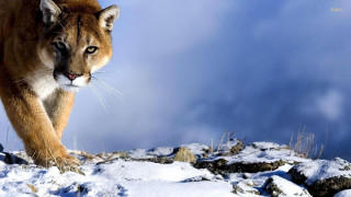 Mountain lion snow field rocks 2 - a mountain lion free wallpaper