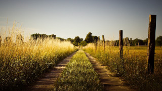 Dirt road field tall grass 2 - a dirt road in a field free wallpaper