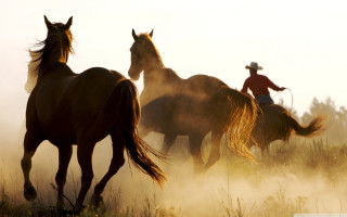 Man horse chasing two horses - wild free wallpaper