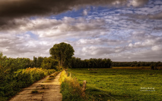 Dirt road field tree cloudy - a few cow free wallpaper