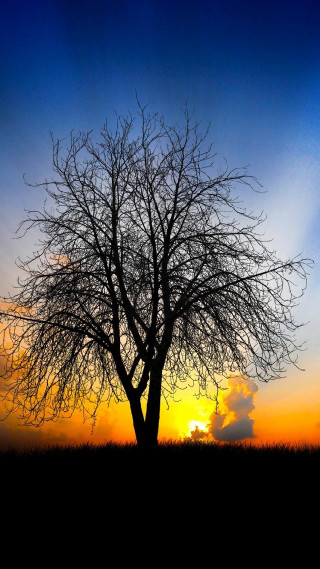 Bare tree sunset field blue - sunset free wallpaper