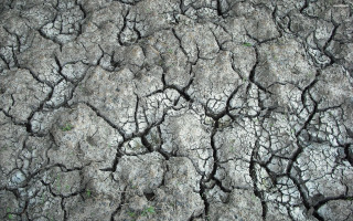 Cracked tree trunk grass growing - grass free wallpaper