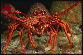 Crab coral closeup black background - color scheme free wallpaper