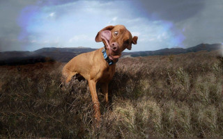 Dog standing field cloudy sky - a surrealist sculpture free wallpaper